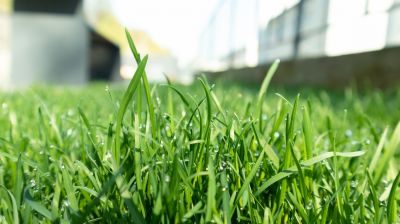 Lawn Fungus Treatment in Ventura County, CA
