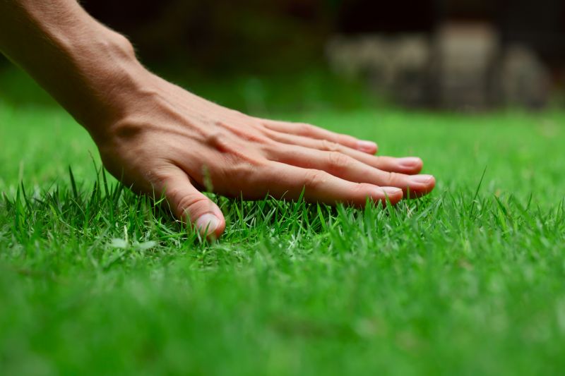 Lawn Treatment Service