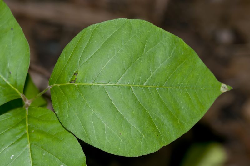 Poison Ivy Removal
