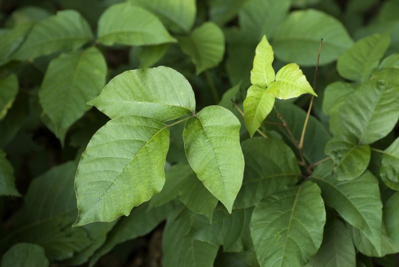 Poison Oak Removal in Montgomery County, PA